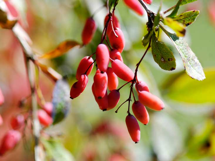 How does Berberine affect the level of lipids in your body?