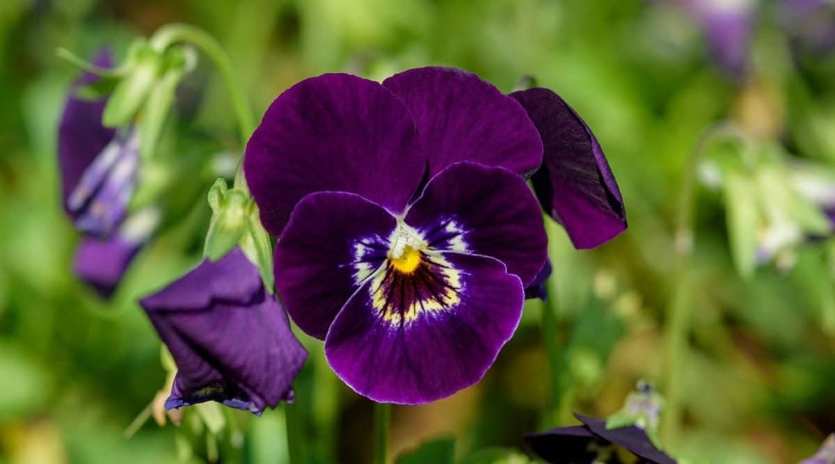 From Drab to Spectacular: Ten Colorful Plants to Liven Up Your Garden